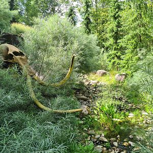 Taiga - Landscaping and replica mammoth skull