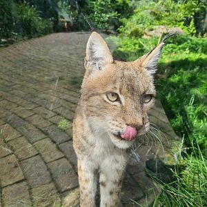 Taiga - European lynx