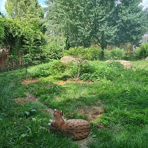 Taiga - European lynx enclosure
