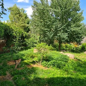 Taiga - European lynx enclosure