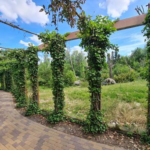 Taiga - Barbary macaque viewing area