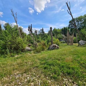 Taiga - Barbary macaque enclosure
