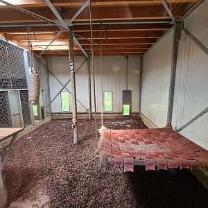 Taiga - European lynx indoor holding