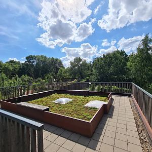 Taiga - European lynx upper viewing point
