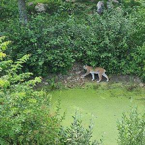 Taiga - European lynx