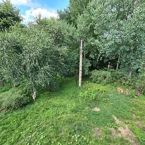Taiga - Second European lynx enclosure