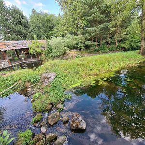 Taiga - European beaver enclosure