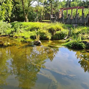 Taiga - European beaver enclosure