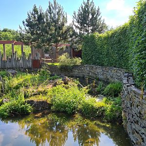 Taiga - European beaver enclosure