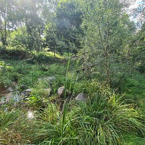 Taiga - Second European lynx enclosure