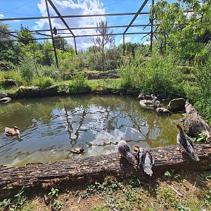 Taiga - New Taiga aviary