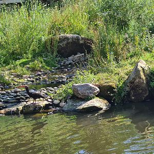 Northern bald ibis in Taiga aviary