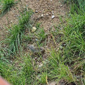 Taiga - European ground squirrel