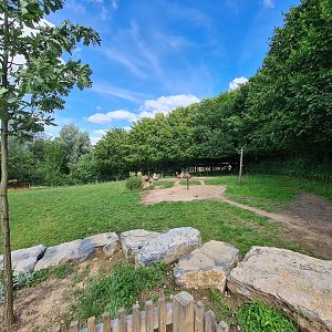 Taiga - Bactrian camel enclosure