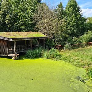 Taiga - Bactrian camel viewing hut