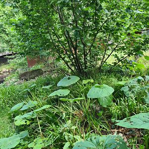 Taiga - Second European mink enclosure