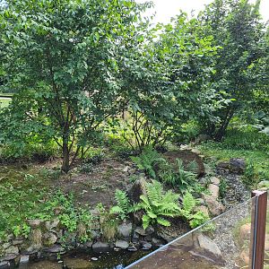 Taiga - Second European mink enclosure