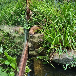 Taiga - European mink