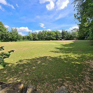Taiga - Przewalski's horse enclosure