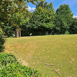 Taiga - European white storks in Przewalski's horse enclosure