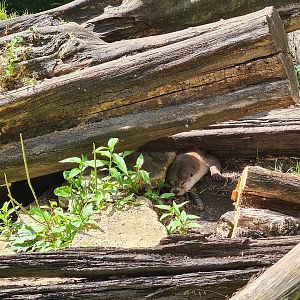 Taiga - Eurasian otter