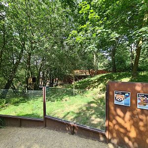 Taiga - Red panda and Reeves muntjac enclosure