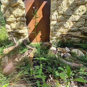 Taiga - First outdoor Smooth snake enclosure