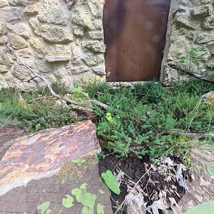 Taiga - Second outdoor Smooth snake enclosure