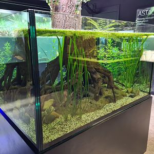 Limburg house - Crayfish and Pond snail aquarium