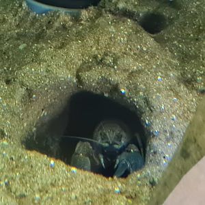 Limburg house - European noble crayfish