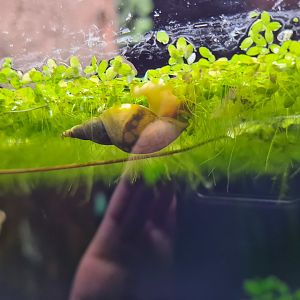 Limburg house - Great pond snail