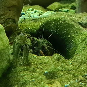 Limburg house - European noble crayfish