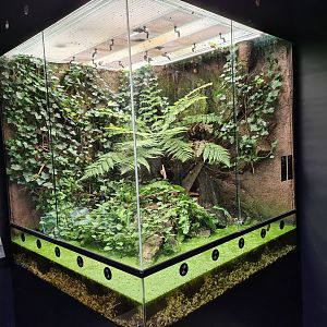 Limburg house - European tree frog and Roman snail paludarium