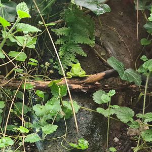 Limburg house - European tree frog