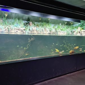 Limburg house - Main aquarium