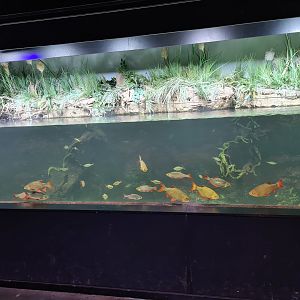 Limburg house - Main aquarium