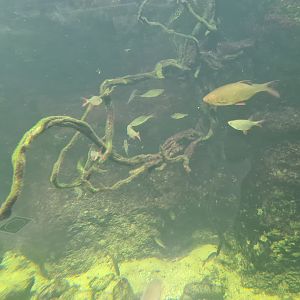 Limburg house - Main aquarium interior