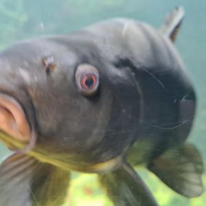 Limburg house - Common carp