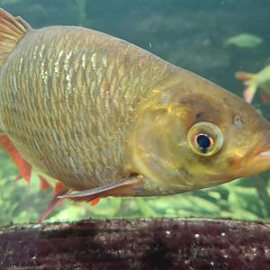 Limburg house - Rudd