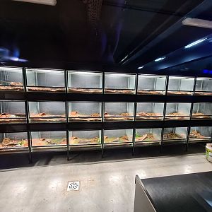 Limburg house - Banded fire salamander breeding room