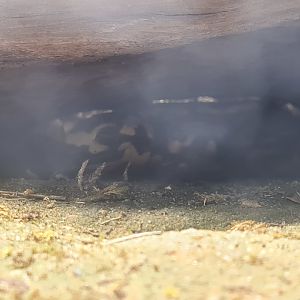 Limburg house - Banded fire salamander