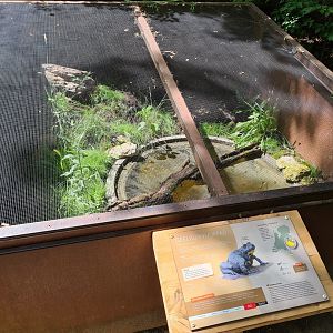 Taiga - Outdoor Yellow-bellied toad enclosure