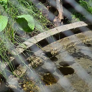 Taiga - Yellow-bellied toad