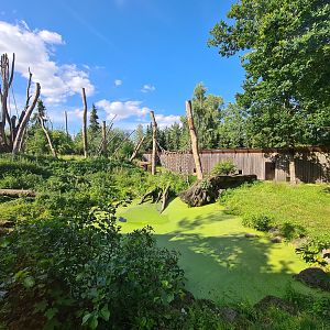 Taiga - Barbary macaque enclosure