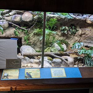 Tropical Bird House  - Beautiful Fruit Dove & Red-Cheeked Cordon Bleu Exhibit