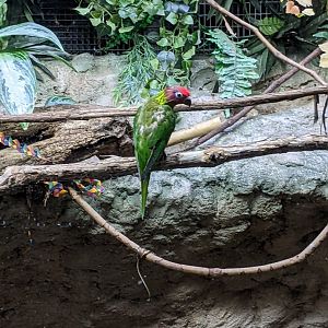 Tropical Bird House - Goldie's Lorikeet