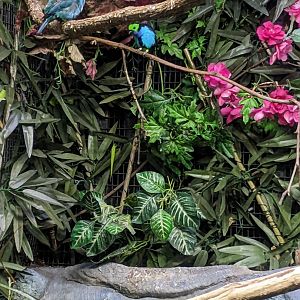 Tropical Bird House - Green Honeycreeper & Paradise Tanager