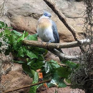 Tropical Bird House - Crested Coua