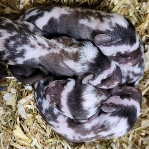 Marbled polecats - nest-young