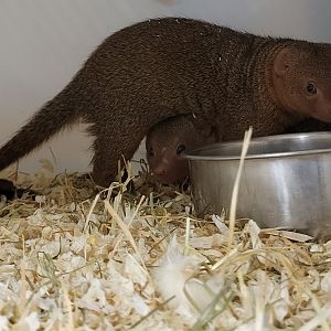 Dwarf mongooses